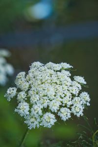 Close-up of white flowers