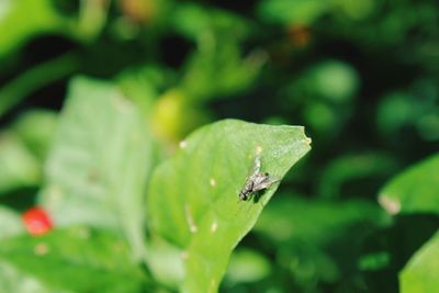 Close-up of insect on leaf