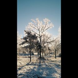 Bare trees on snowy field against sky