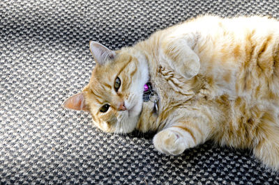 High angle portrait of cat lying on floor