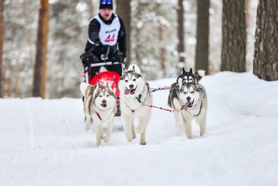 View of a dog on snow covered land