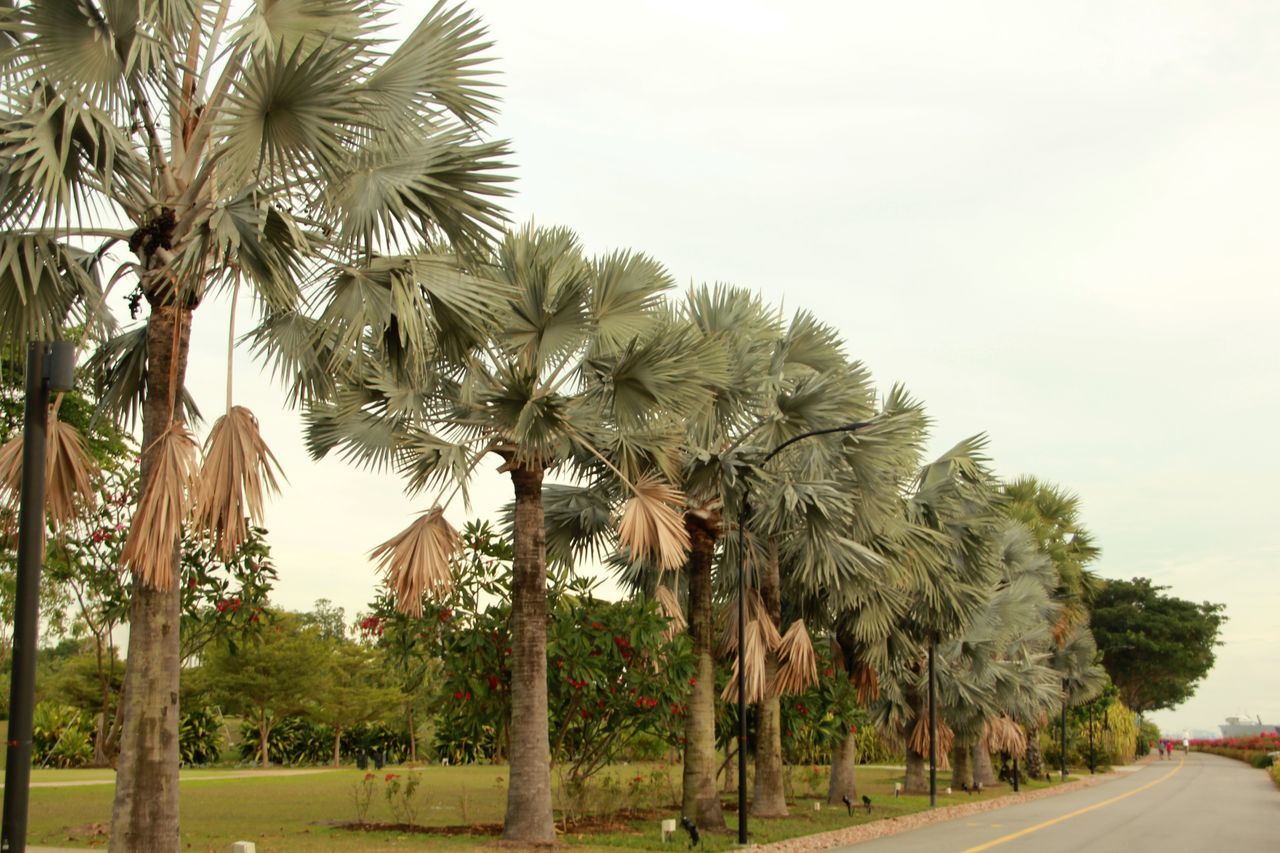 Bismark palm