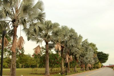 Road amidst trees against sky