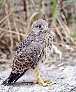 Close-up of hawk on field