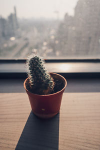 Close-up of potted plant on table