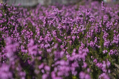 Close-up of purple flowers blooming outdoors