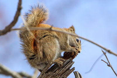 Low angle view of squirrel on tree