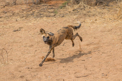 Side view of giraffe running in desert