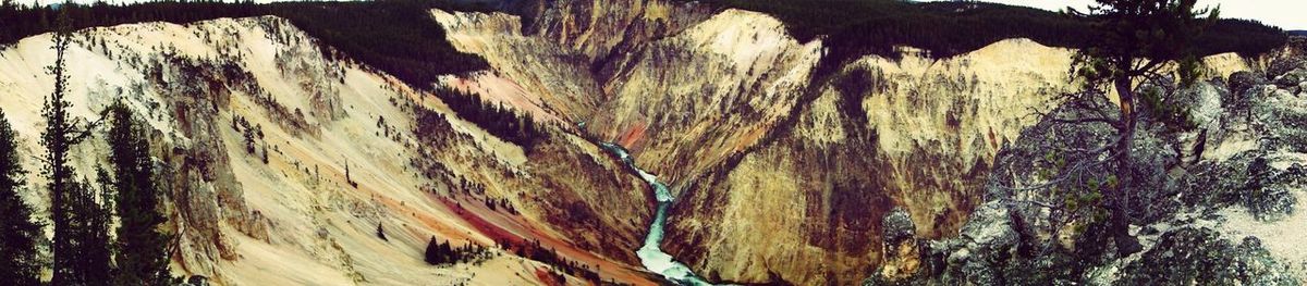 View of trees in the dark