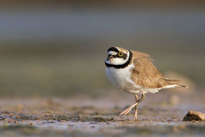 Side view of little ringed plover on field