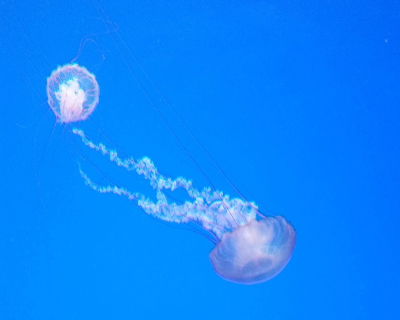 jellyfish, wildlife, sea, animal themes, animal, animal wildlife, underwater, water, sea life, marine, swimming, blue, marine invertebrates, nature, marine biology, group of animals, undersea, tentacle, floating on water, floating, tank, no people, aquarium, outdoors, animals in captivity, sign, colored background, transparent, blue background, beauty in nature, warning sign, communication, zooplankton, poisonous, copy space