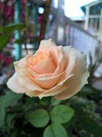 Close-up of rose blooming outdoors