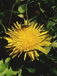 Close-up of yellow flower blooming outdoors