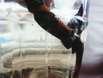 Close-up of hand feeding fish in water