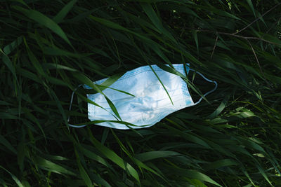 High angle view of plant on field