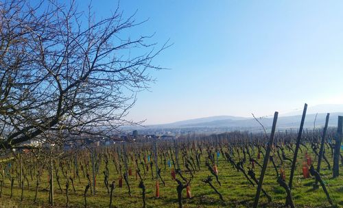 Scenic view of vineyard against clear sky