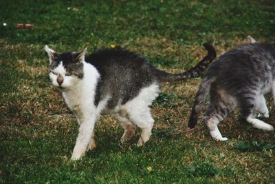 View of two cats on field