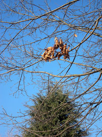 Low angle view of bird perching on bare tree against blue sky