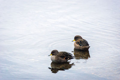 High angle view of ducks swimming on lake