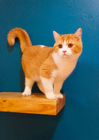 Portrait of cat sitting on blue background