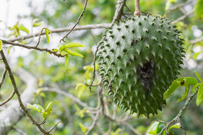 Annona muricata, soursophanging from the tree with mite infestation. black spots on the skin