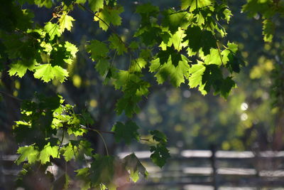 Close-up of fresh green leaves on branch