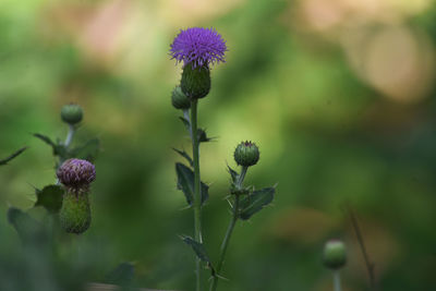 Close-up of purple flowering plant on field