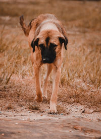 Dog running in a field