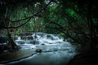 Scenic view of waterfall in forest