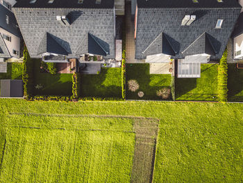 High angle view of plants on field