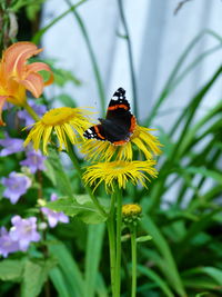 Close-up of bee pollinating on yellow flower