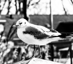 Close-up of bird perching on leaf