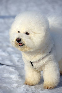 Close-up of dog in snow