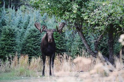 Bull moose in trees