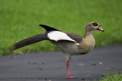 Close-up of bird on field