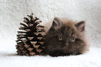 Portrait of british longhair kitten with pine cone on bed