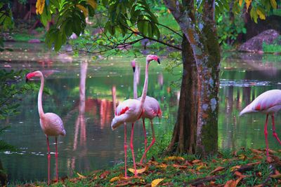 Birds in lake