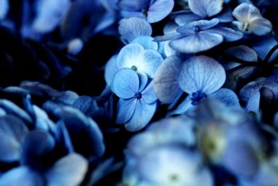 Close-up of purple hydrangea flowers