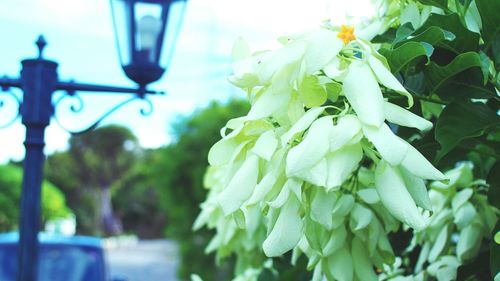 Close-up of plant