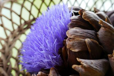 Close-up of purple flowering plant