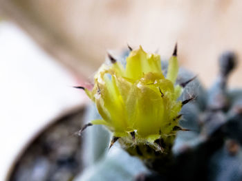 Close-up of yellow flower