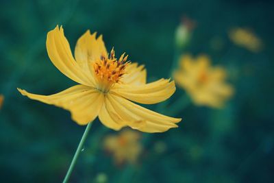 Close-up of yellow flower