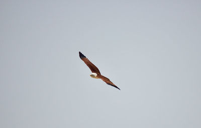 Low angle view of bird flying against clear sky