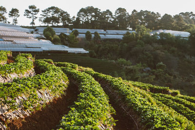 Scenic view of agricultural field