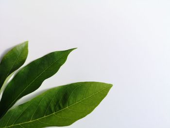 Close-up of plant against white background