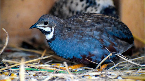 Close-up of a bird on field