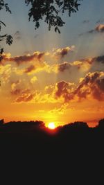 Silhouette of trees at sunset