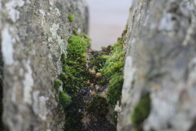 Close-up of lichen on tree trunk