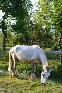 Horse grazing on field against trees