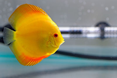 Close-up of yellow fish in tank